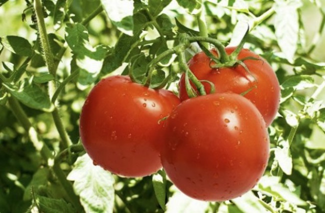 Семена помидоров польза
